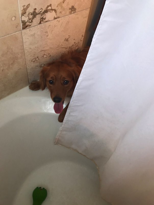 Illustration de l'article : Effrayé à l'idée de prendre un bain, ce chien soutient ses propriétaires quand vient leur tour